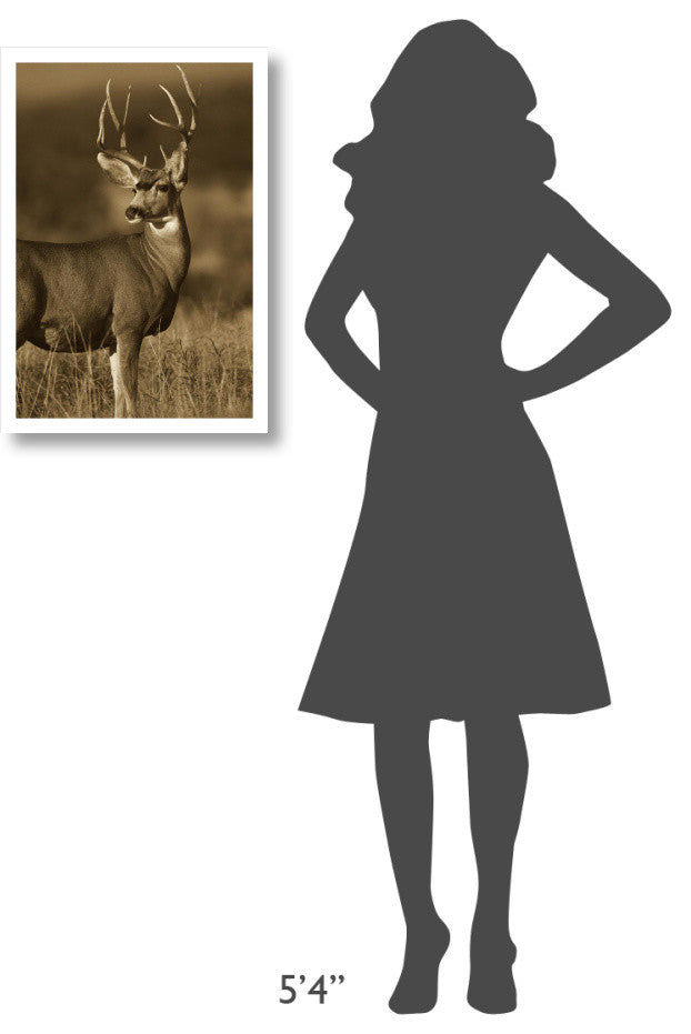 "Mule Deer male in dry grass, North America - Sepia" Paper Art, 18"x26"