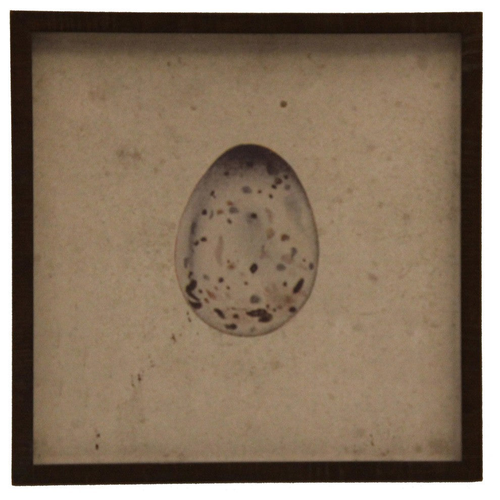 Isolated Large Gray Bird Egg, Brown Shadowbox