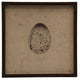 Isolated Large Gray Bird Egg, Brown Shadowbox