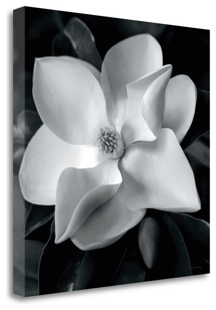 "Magnolia" By Debra Van Swearingen, Giclee Print on Gallery Wrap Canvas