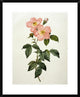 "Rosa Indica Frangras (Flora Simplici)"  by Pierre Joseph Redoute, 24x30"