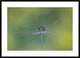 "Magic Bunch" Framed Digital Print by Bertrand Kulik, 44x32"