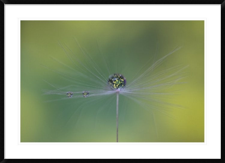 "Magic Bunch" Framed Digital Print by Bertrand Kulik, 44x32"