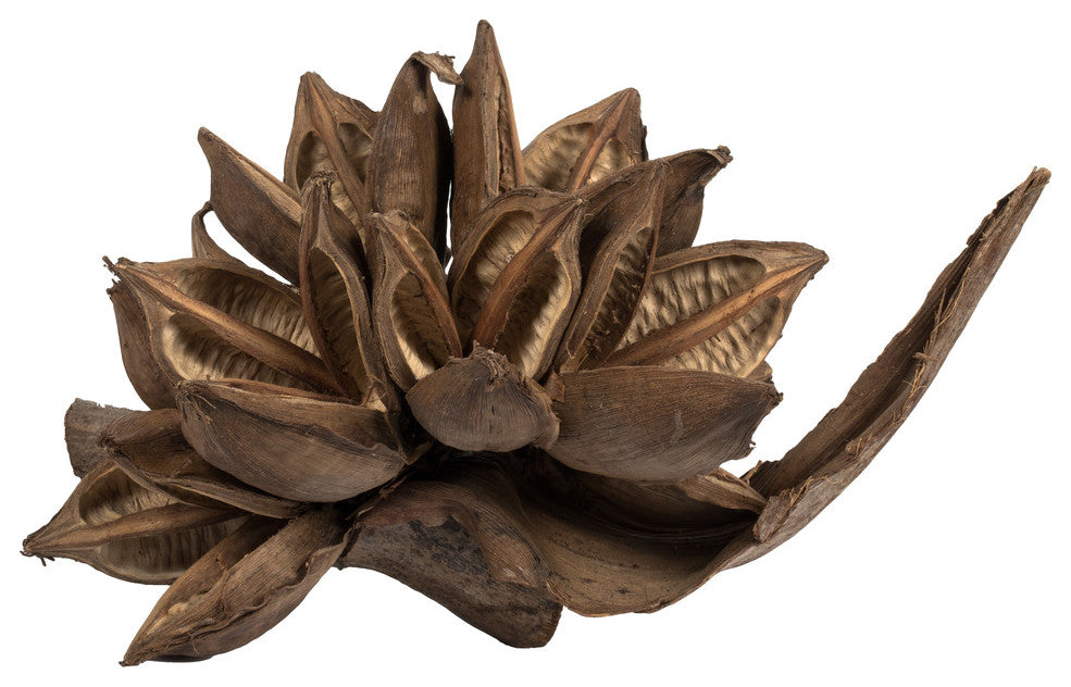 Vickerman H2Sta000 6" Natural Star Pod, 1 Piece, Dried