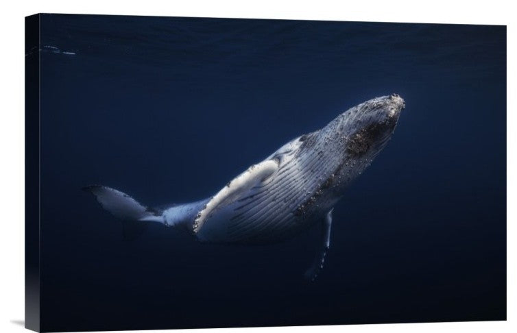 "Humpback Whale" Stretched Canvas Giclee by Barathieu Gabriel, 18x12"