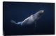 "Humpback Whale" Stretched Canvas Giclee by Barathieu Gabriel, 18x12"