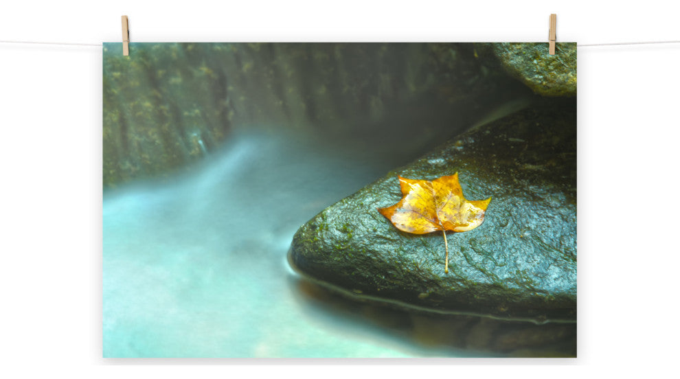 Misty Leaf Nature Photography, Botanical Unframed Wall Art Print, 8" X 10"