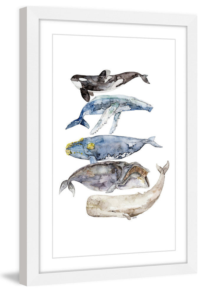 "Whale Species" Framed Print by Rachel Byler