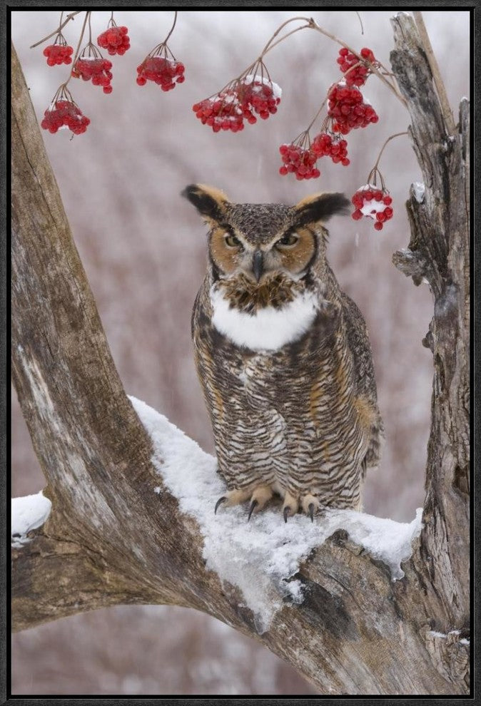 Great Horned Owl In Winter, Howell Nature Center, Michigan, 16"x24"