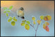 "Winter Colors" Framed Canvas Giclee by Andres Miguel Dominguez, 37x25"