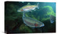 "Rainbow Trout Pair Underwater In Utah" Artwork, 18" x 12"
