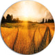 Wheat Field At Sunset Panorama, Photo Large Disc Metal Wall Art, 11"