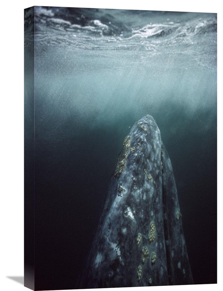 "Gray Whale In Breeding Lagoon, Magdalena Bay, Baja California, Mexico" Artwork