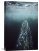 "Gray Whale In Breeding Lagoon, Magdalena Bay, Baja California, Mexico" Artwork
