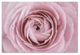 Cora Niele 'Persian Buttercup' Canvas Art