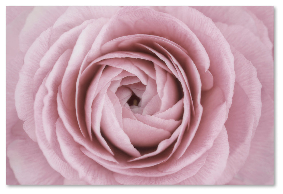 Cora Niele 'Persian Buttercup' Canvas Art