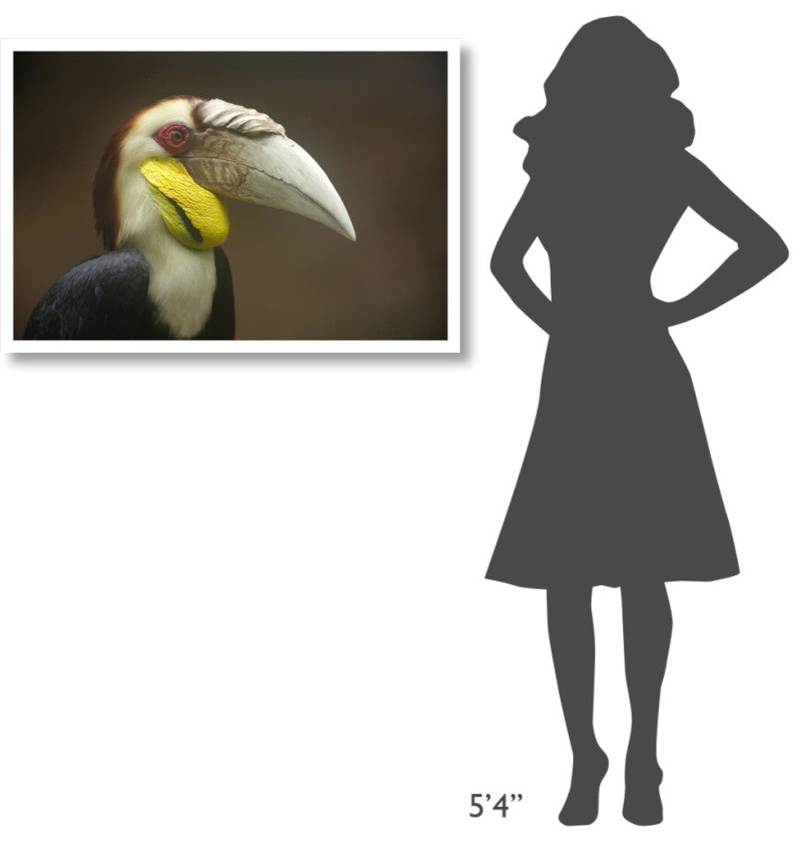 "Wreathed Hornbill male, Malaysia" Paper Print by Tim Fitzharris, 38"x26"
