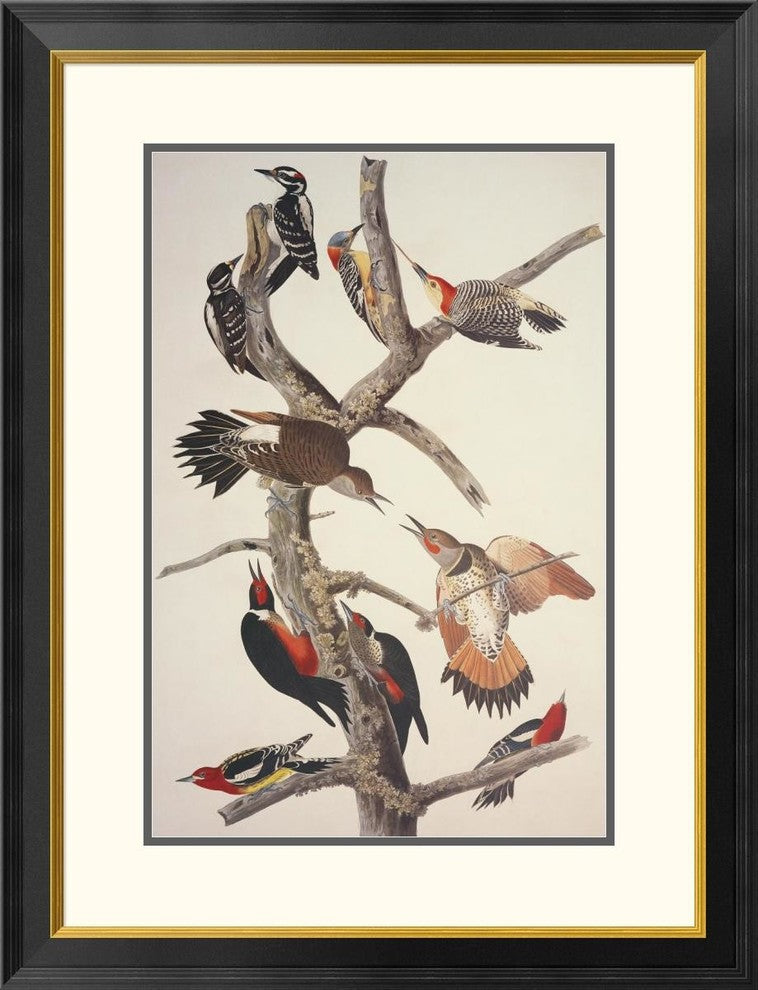 "Hairy Woodpecker" Framed Digital Print by John James Audubon, 26"x34"