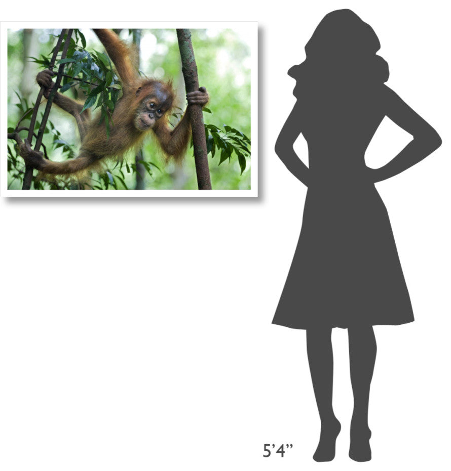 "Sumatran Orangutan baby playing in tree, north Sumatra" Paper Art, 38"x26"