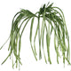 Kalalou Csl1183 Botanica #2183