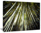 "Long Bamboos in Bamboo Forest" Forest Canvas Wall Art Print, 20"x12"