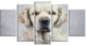 Sad Looking Beautiful Dog, Animal Canvas Art Print, 60"x32", 5 Panels