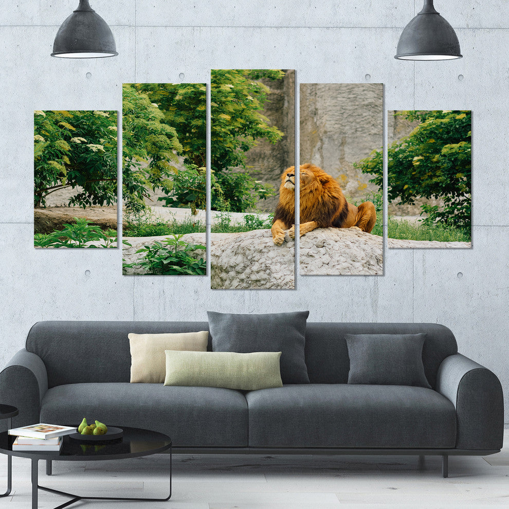 Big Lion Lying On Stones in Zoo, Landscape Canvas Art Print, 60"x32", 5 Panels