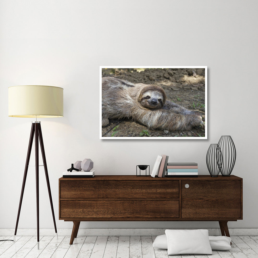 "Brown-throated 3-toed Sloth male, Aviarios Sloth Sanctuary" Paper Art, 50"x34"