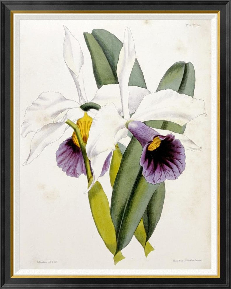 "Lily" Framed Canvas Giclee by William Curtis, 37"x46"