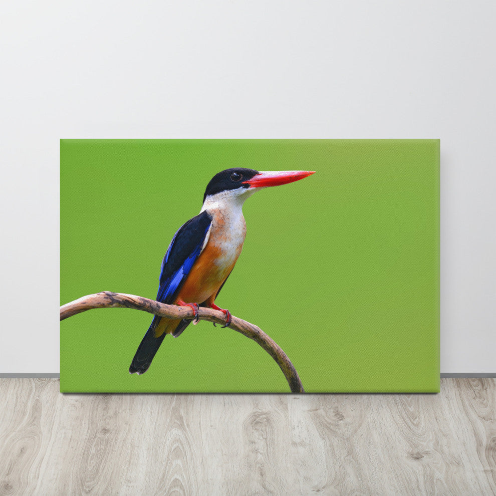 Black Capped Kingfisher Bird on Perch Wildlife Photograph Canvas Wall Art Print, 24" X 36"