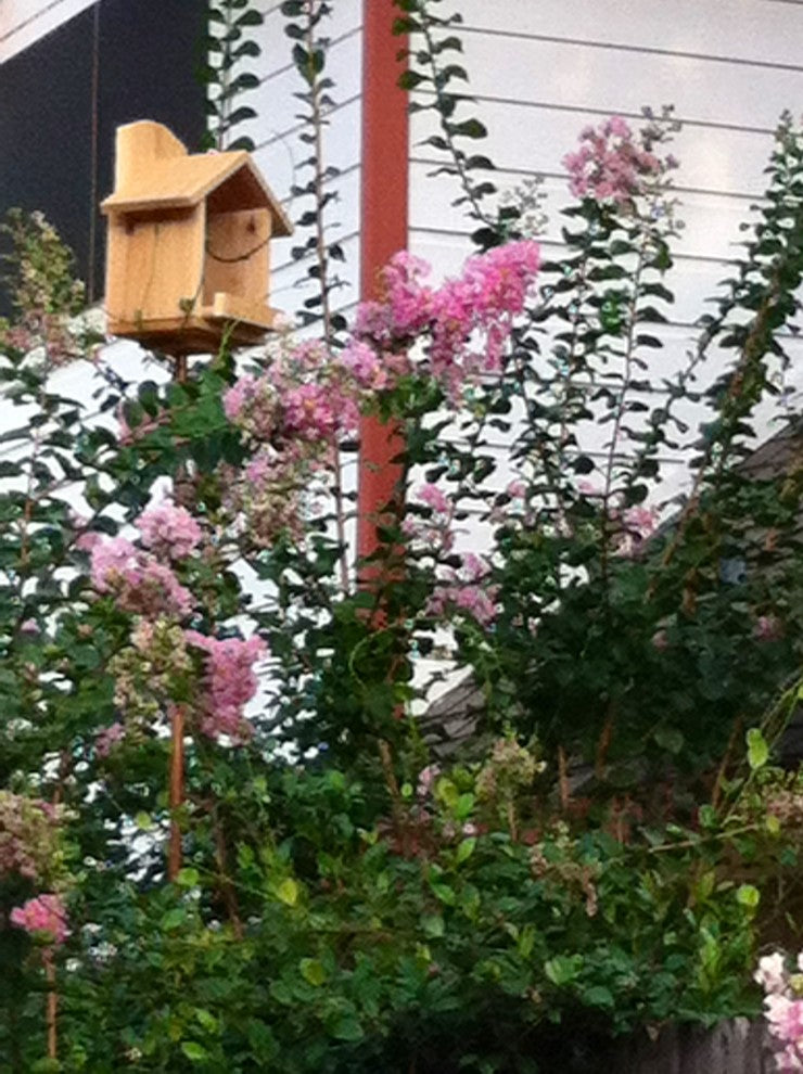 Dove/Robin/Cardinal House, Natural