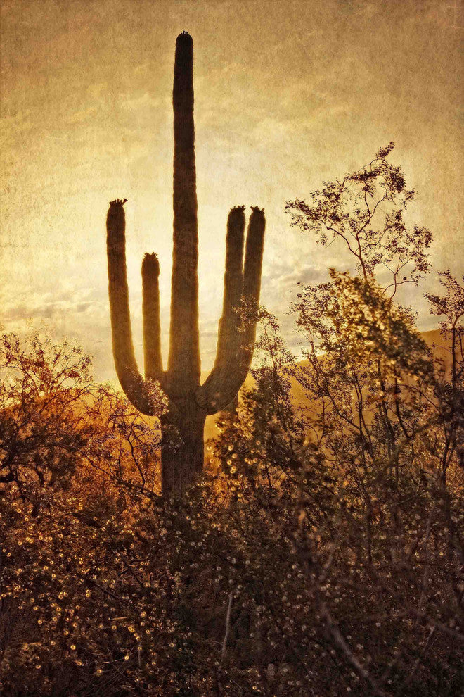 "Silhouette of the Saguaro" Painting Print on Canvas by Robertson