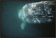 Gray Whale Curious Adult Investigating Underside Of Boat, Baja, Mexico, 24"x16"