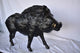 Lifesize Boar Made of Bronze, Statue Size: 12"L x 50"W x 30"H.