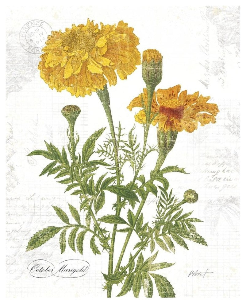 "October Marigold on White" Digital Paper Print by Katie Pertiet, 18"x22"