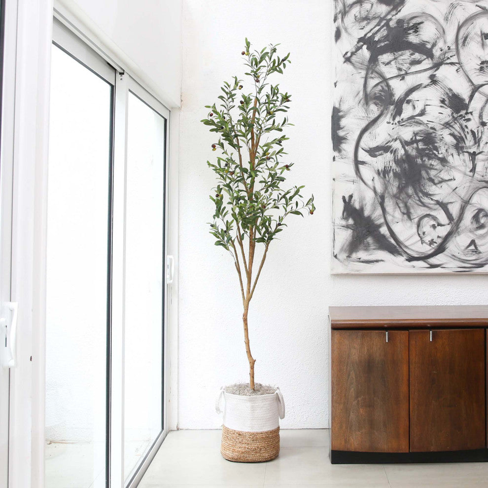 Full plant shown in a lifestyle environment (room) on a lifestyle background.
