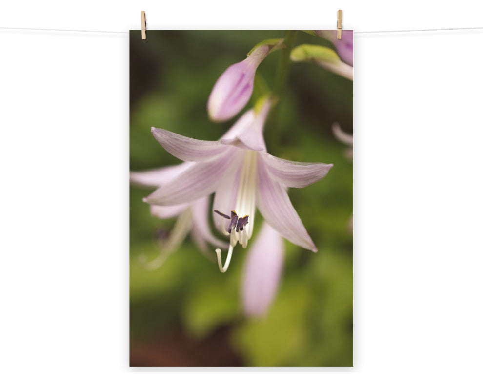 Softened Hosta Bloom Nature Photography, Floral Unframed Wall Art Print, 24" X 36"