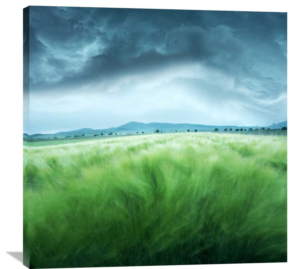 "Barley Field" Stretched Canvas Giclee by Floriana Barbu, 36x36"