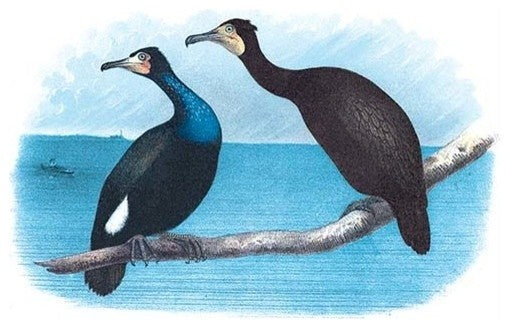 Violet Green Cormorant and Florida Cormorant - Gallery Wrapped Canvas Art