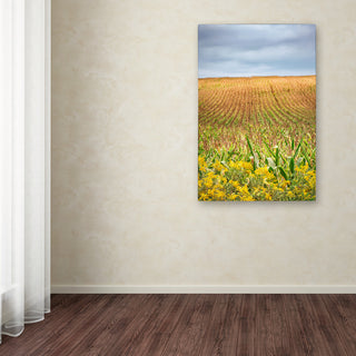 Jason Shaffer 'Corn Field' Canvas Art, 12x19