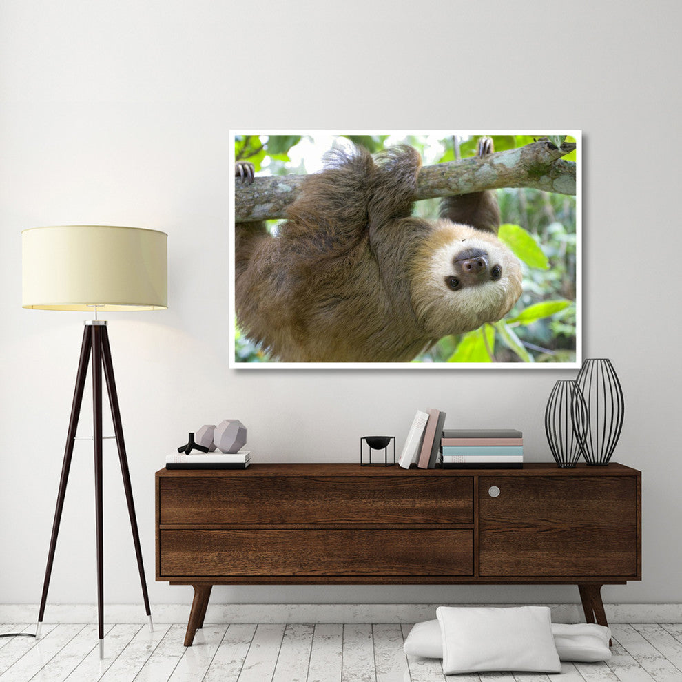 "Hoffmann's 2-toed Sloth orphan, Aviarios Sloth Sanctuary" Paper Art, 62"x42"
