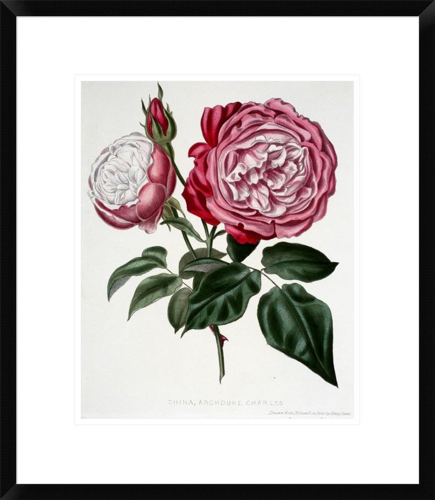 "China, Archduke Charles" Framed Digital Print by Henry Curtis, 20"x24"