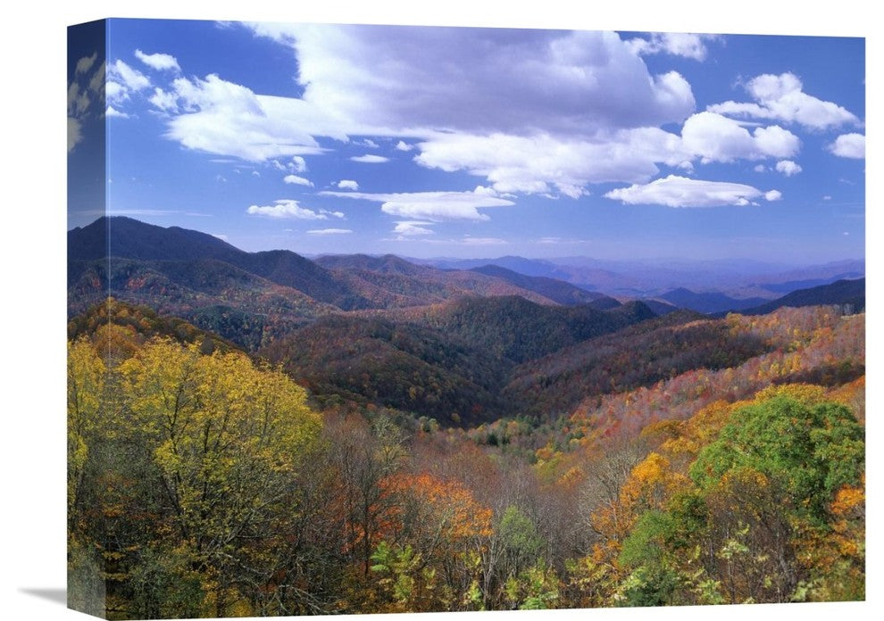 "Deciduous Forest, Blue Ridge Parkway, North Carolina" Artwork