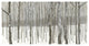 "Woods in Winter" Digital Paper Print by Kathrine Lovell, 74"x38"