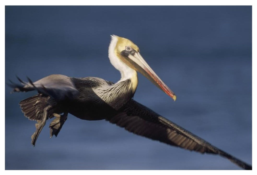 "Brown Pelican flying, California" Paper Print by Tim Fitzharris, 38"x26"