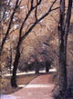 Gustave Caillebotte Yerres Path Wall Decal