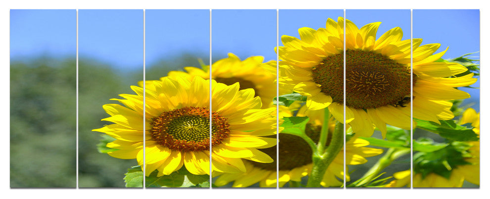Beautiful Sunflowers View, Floral Canvas Art Print, 83"x32", 7 Panels