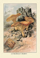 Canthareius Cibarius- Gallery Wrapped Canvas Art 28" x 42"