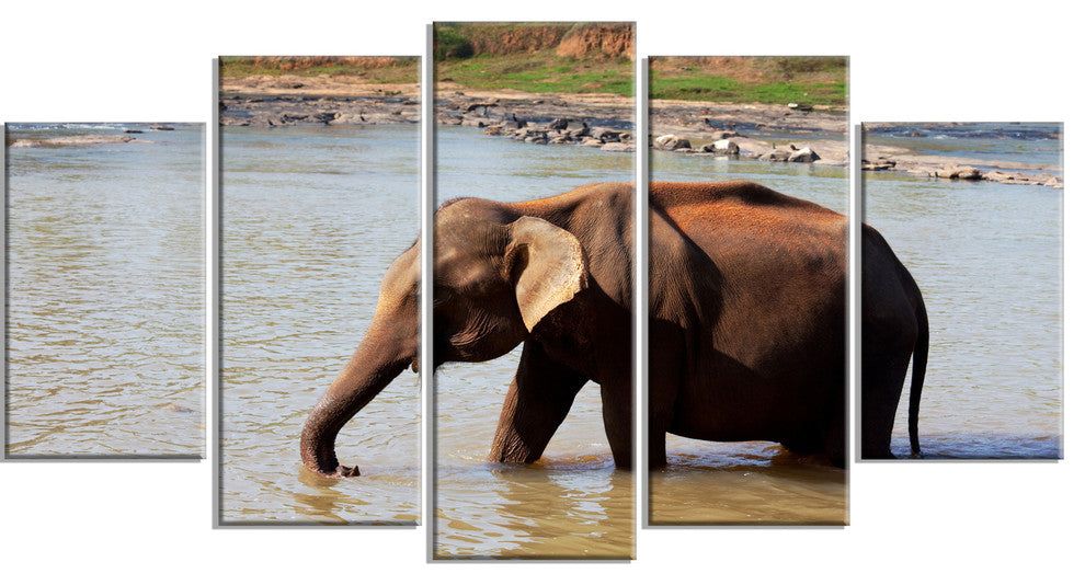 Elephant in Water in Sri Lanka, African Canvas Print, 60"x32", 5 Panels