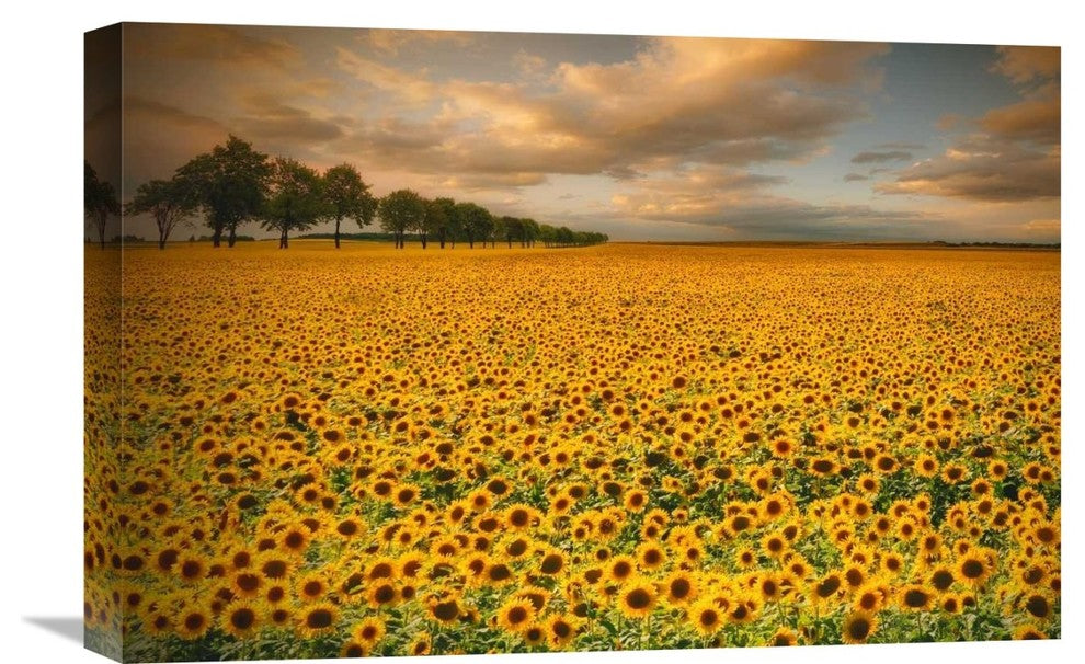 "Sunflowers" Stretched Canvas Giclee by Piotr (Bax) Krol, 22x15"